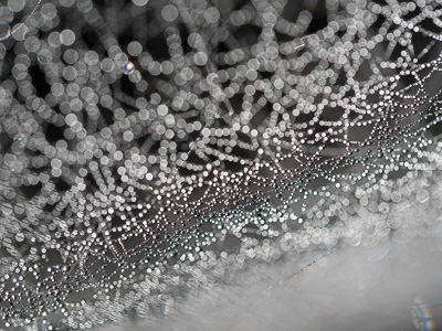 Spinnennetz.jpg