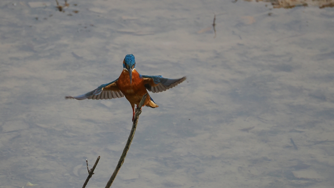 comp_SASC4760 (1).jpg