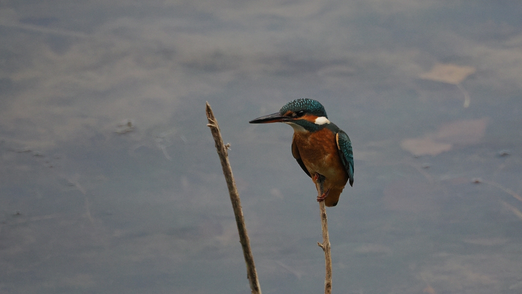 comp_SASC4544 (1).jpg