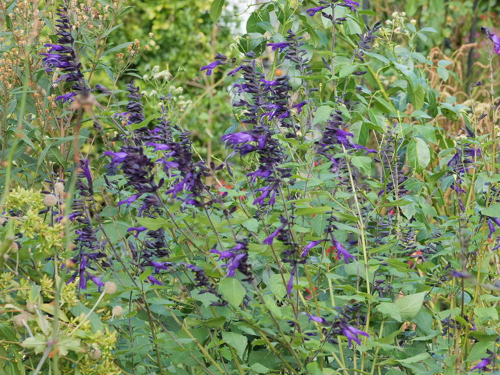 Salvia Amistad.JPG