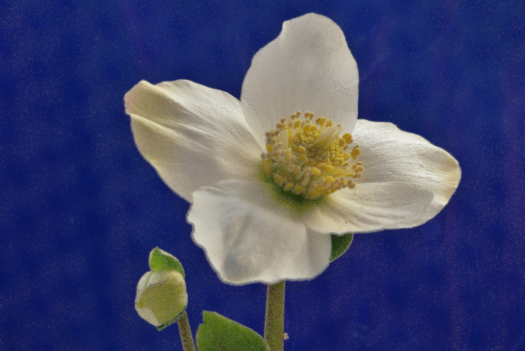 P1110840_1.JPG