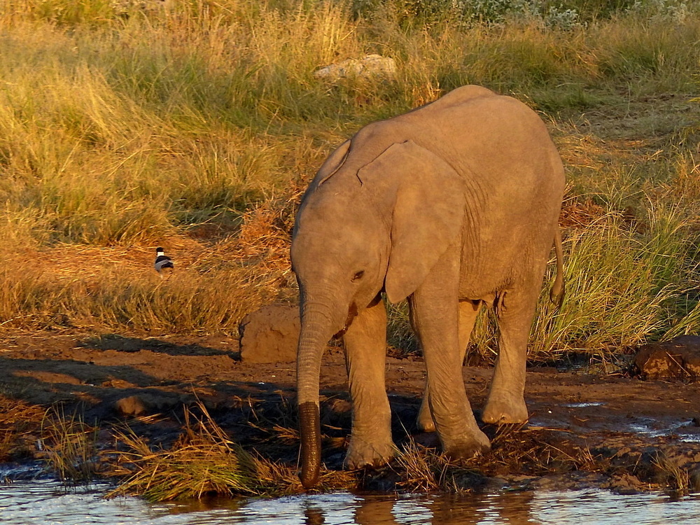 Wie geht das nochmal mit dem Rüssel 2.JPG