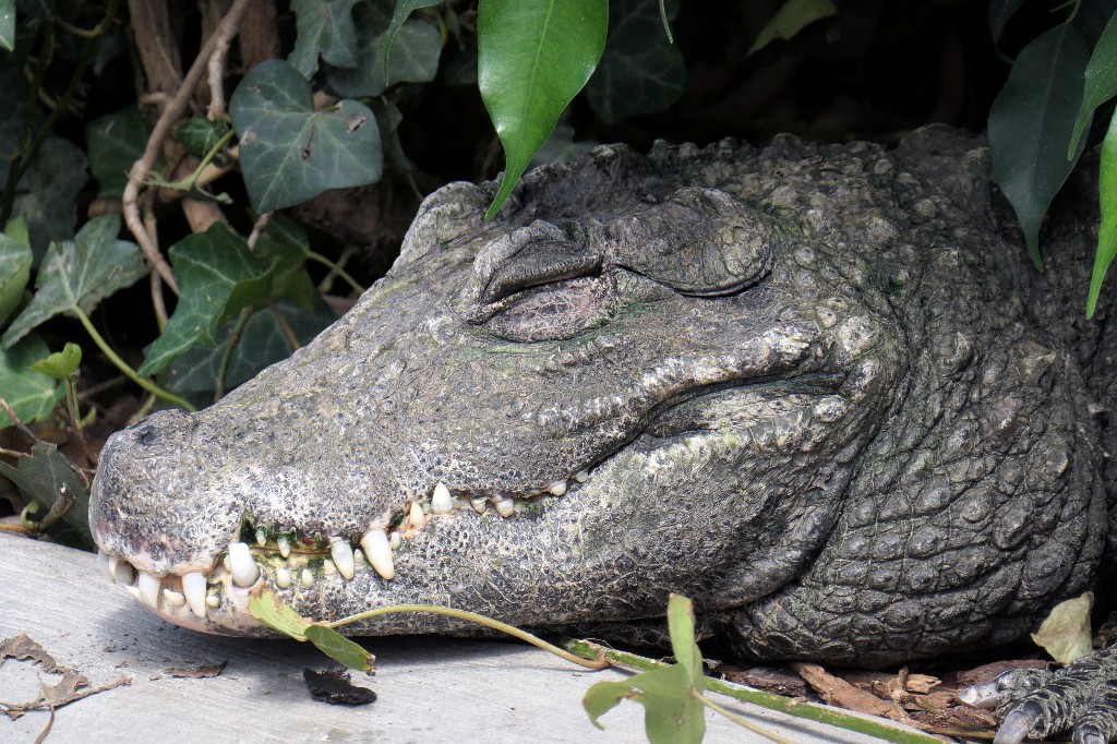 Krokodil mal nicht im Wasser.jpg