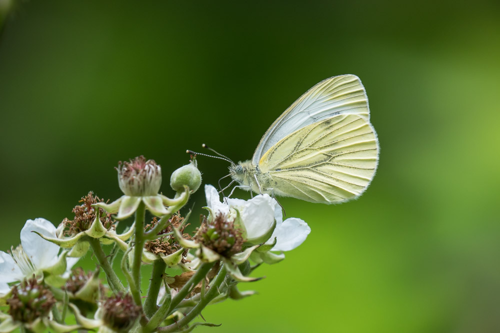 Schmetterling.jpg