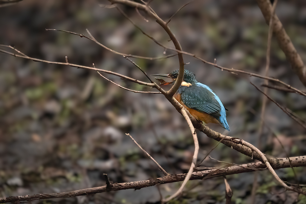 _1045509 Kopie 1024.jpg