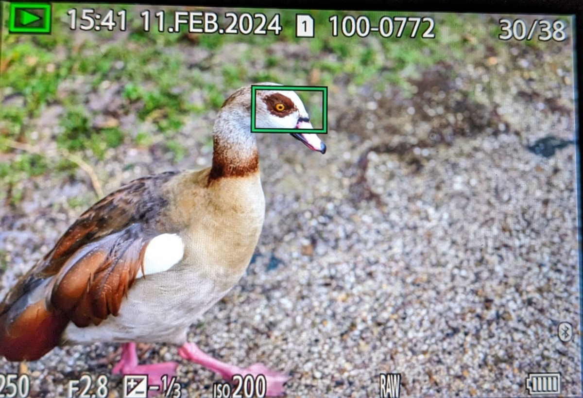 tiererkennung-2.jpeg