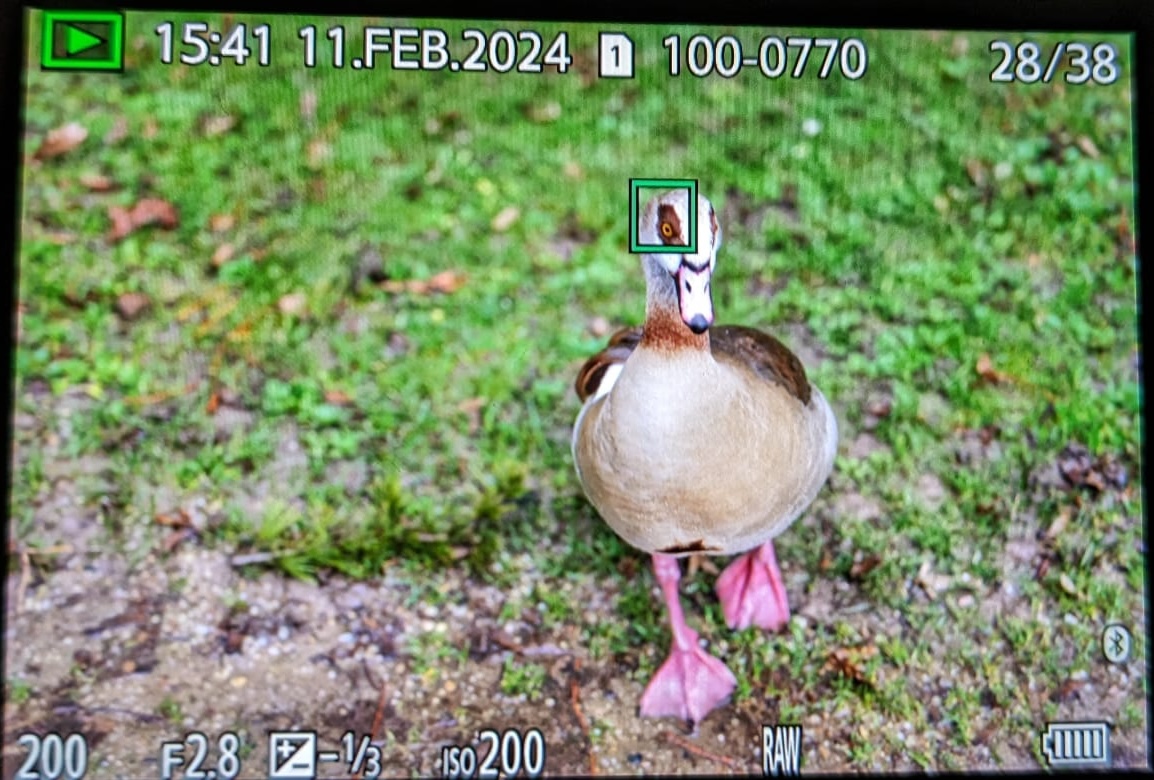 tiererkennung-3.jpeg