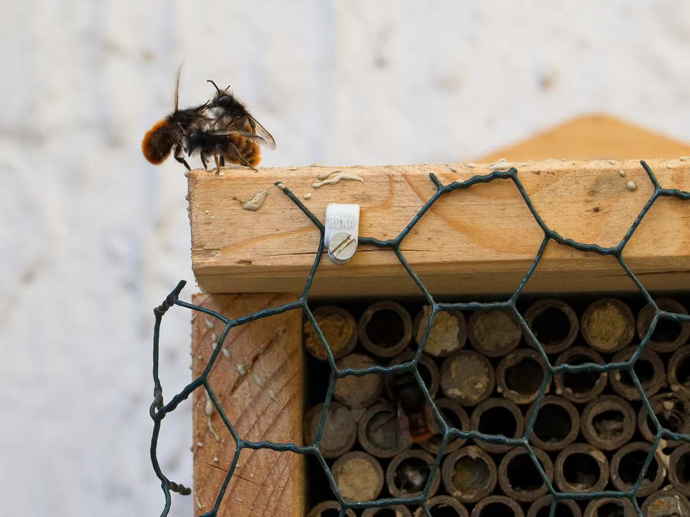 lass mich auch mal ran.jpg