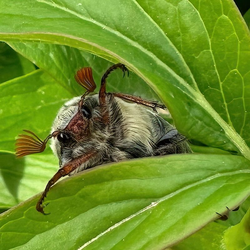 der erste Maikäfer 2024.jpg