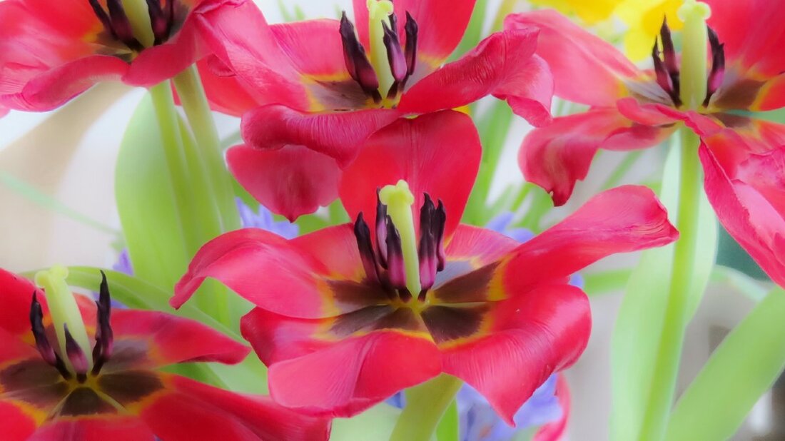 Verblühte Tulpen_1.jpg (131.5 KiB) 2780 mal betrachtet Verblühte Tulpen_1.jpg