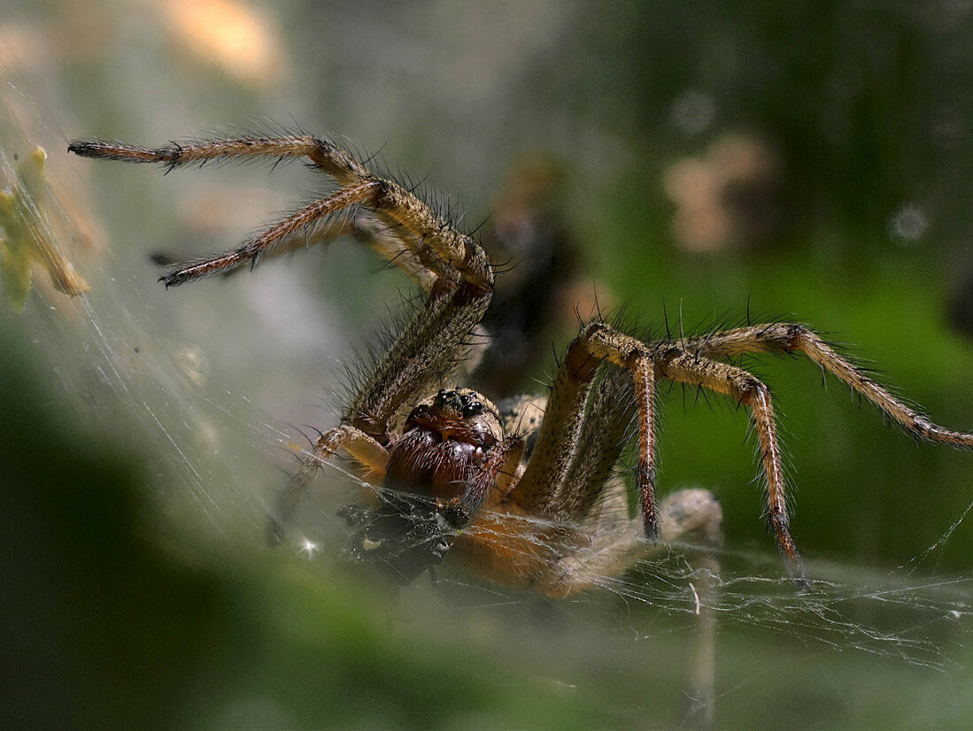 Labyrinthspinne xy.jpg