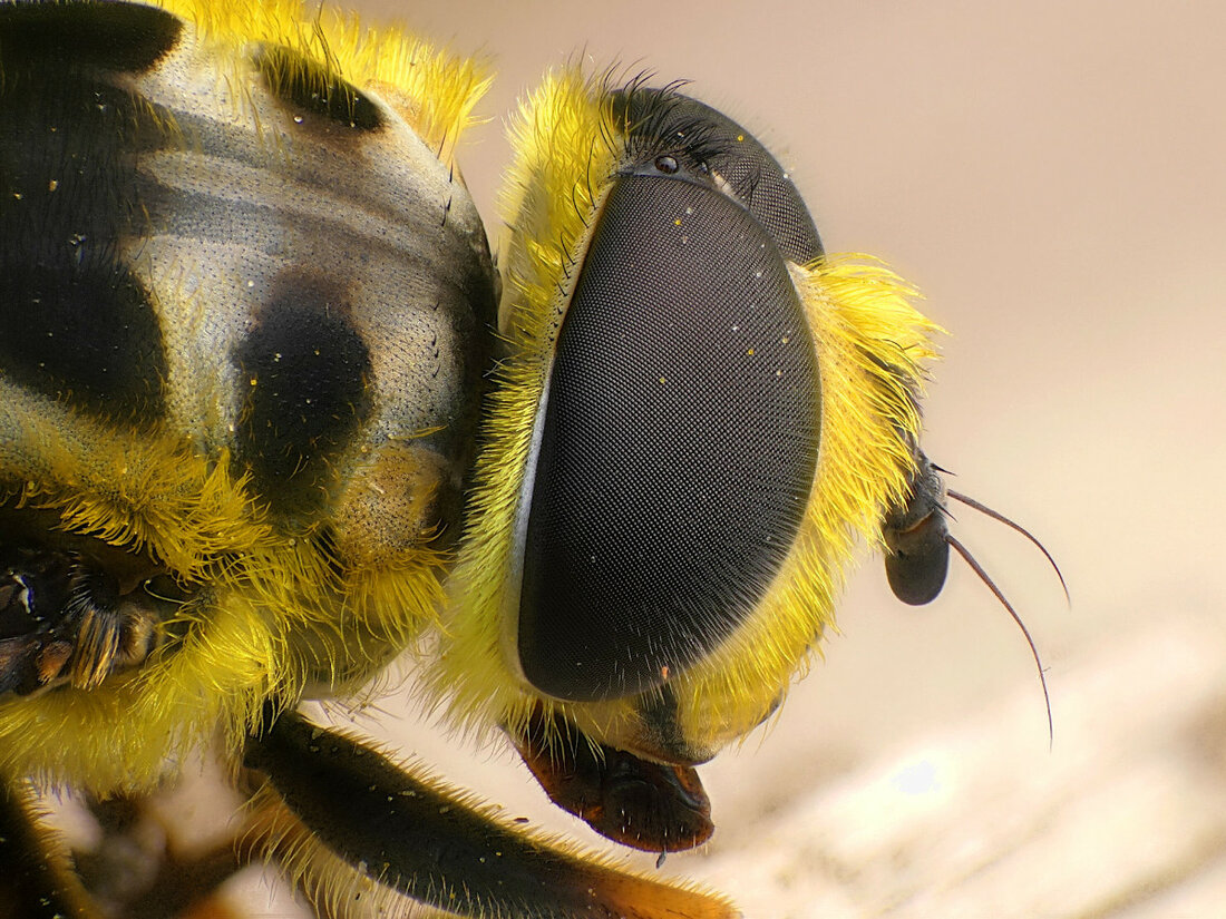 TKSchwebfliege 1.jpg