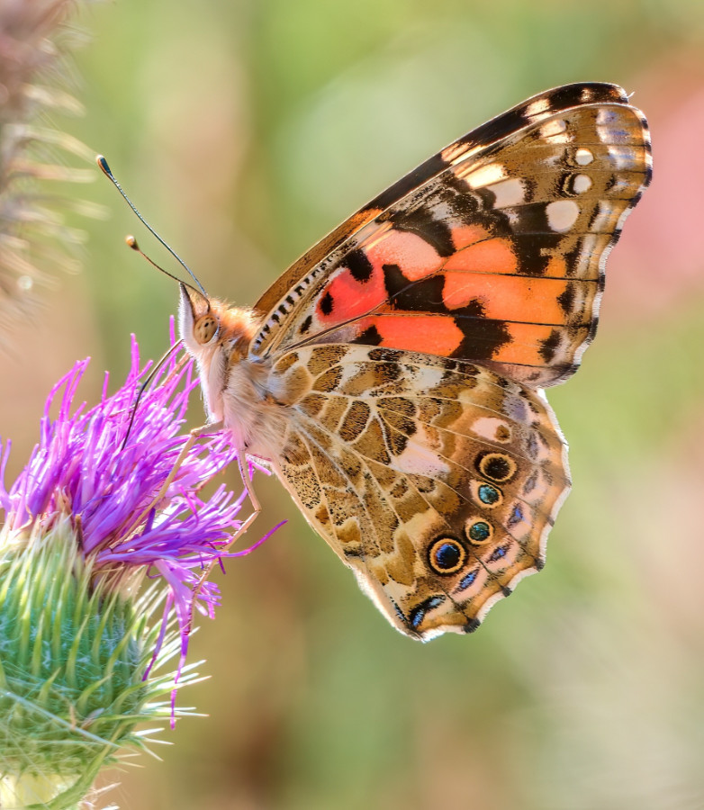 Distelfalter 01 smallPic.jpg