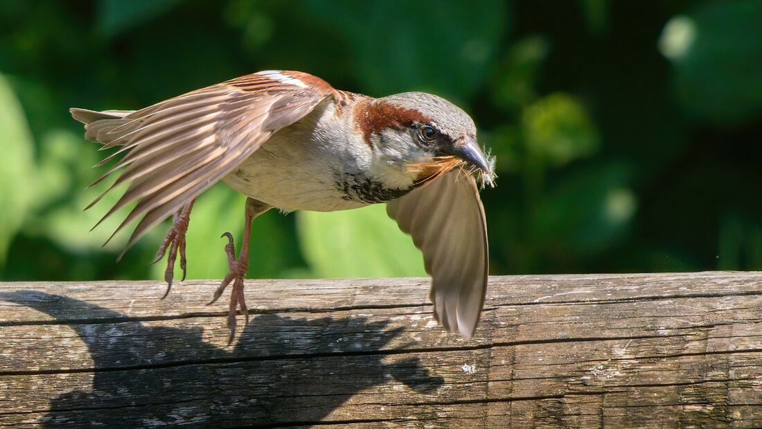 Spatz 01 smallPic.jpg