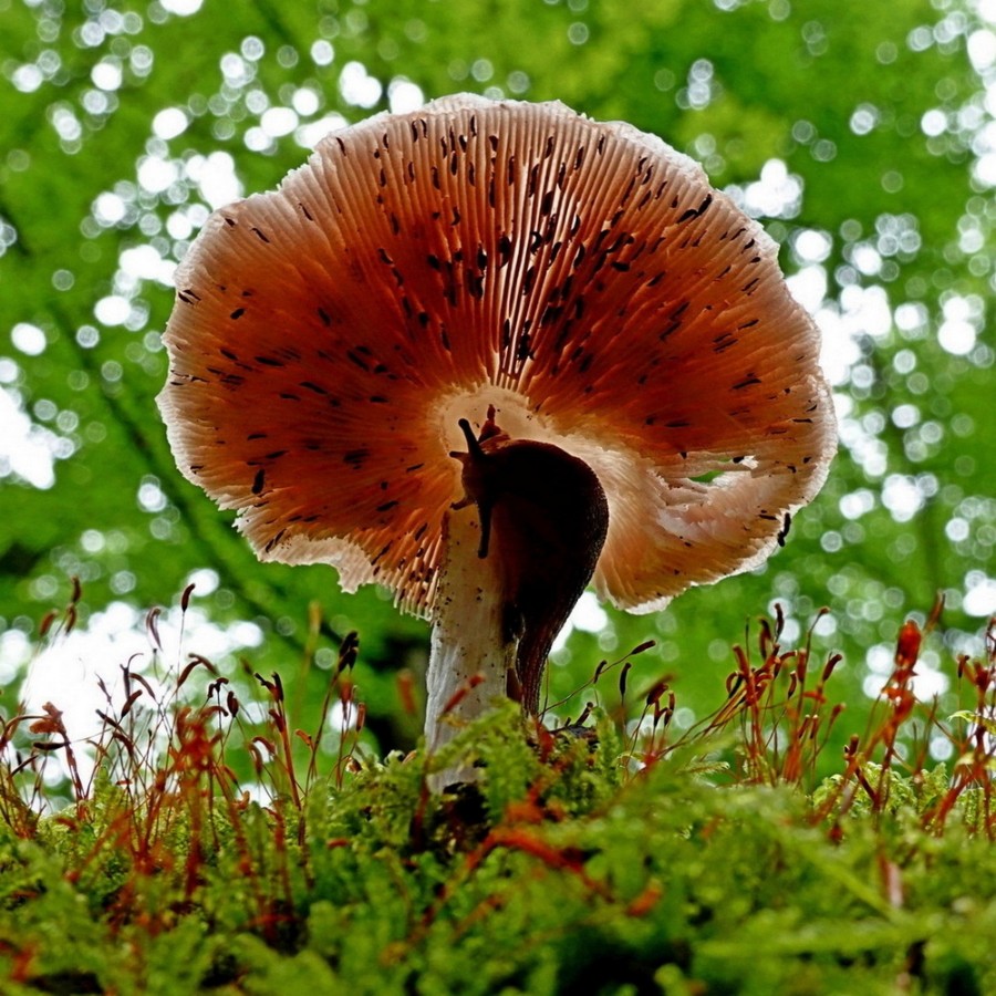 Keine Kostverachterin.JPG