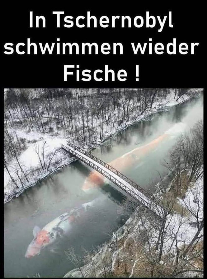 wiederfische.jpg