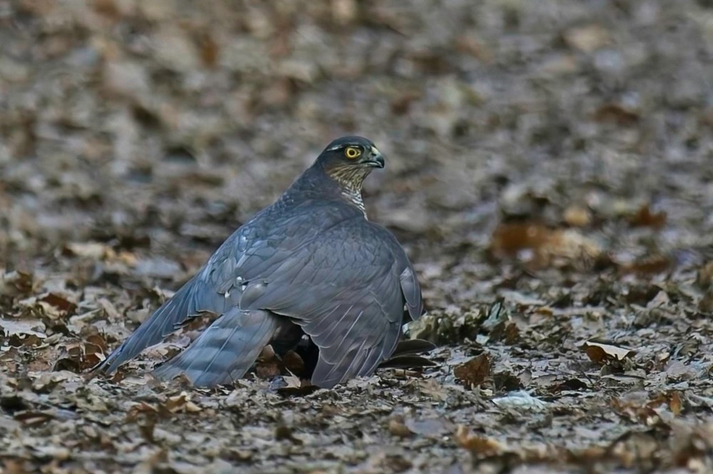 PC240052-DxO_DeepPRIME XD2s.jpg