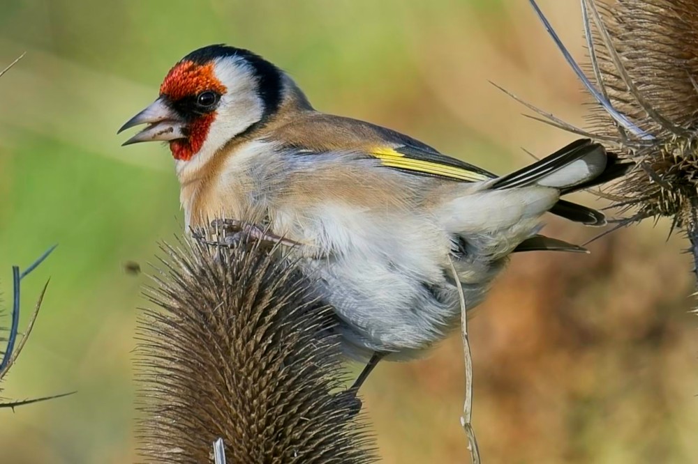 PC300138-DxO_DeepPRIME XD2s.jpg