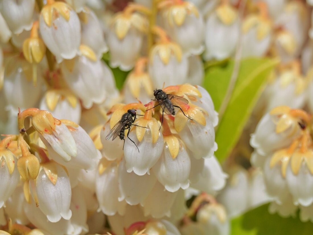 PG2_8244 ACDSee Bearb klein.jpg