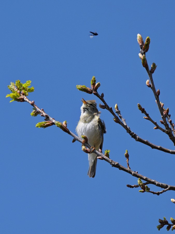 PG2_8917 geschärft.jpg