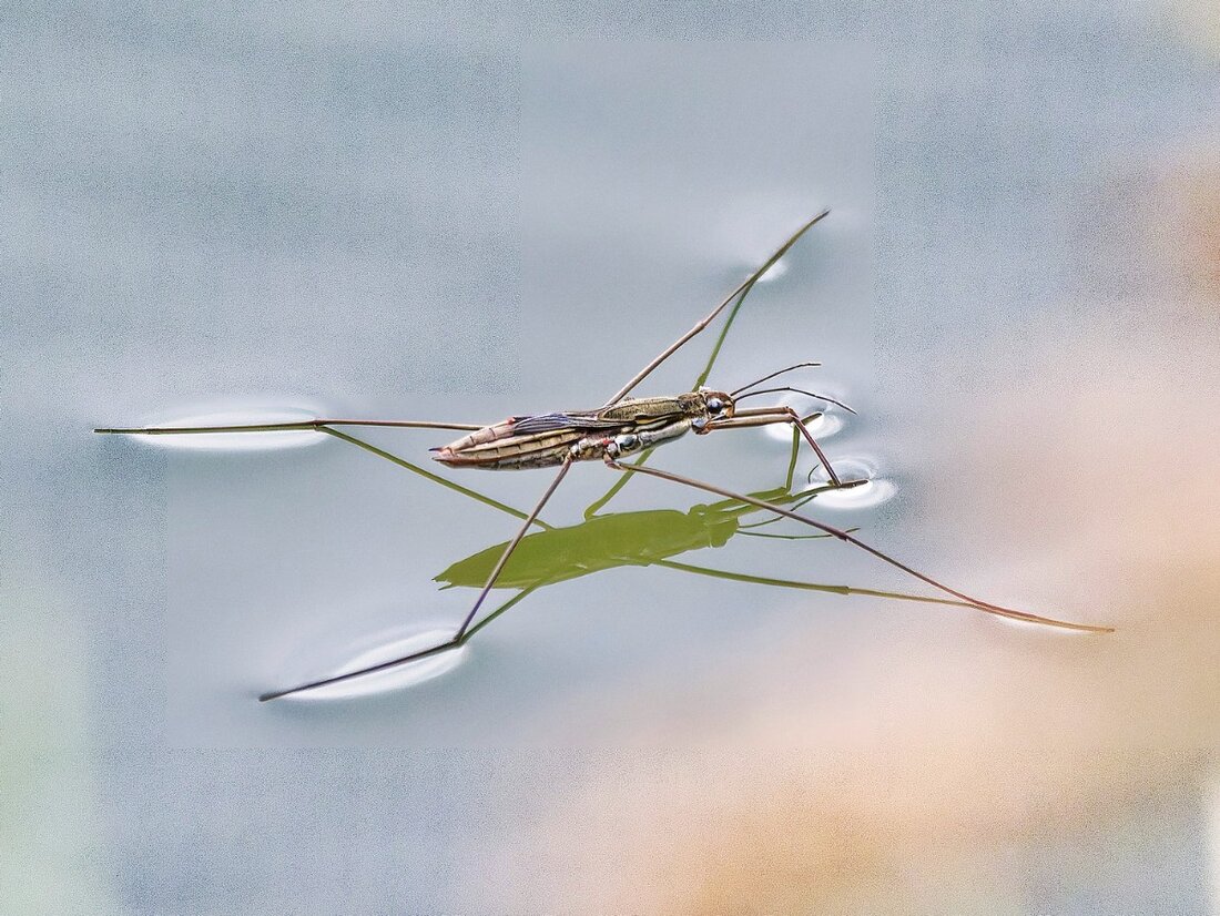 Wasserläufer klein _1116400_DxO9.10 aRAW.jpg