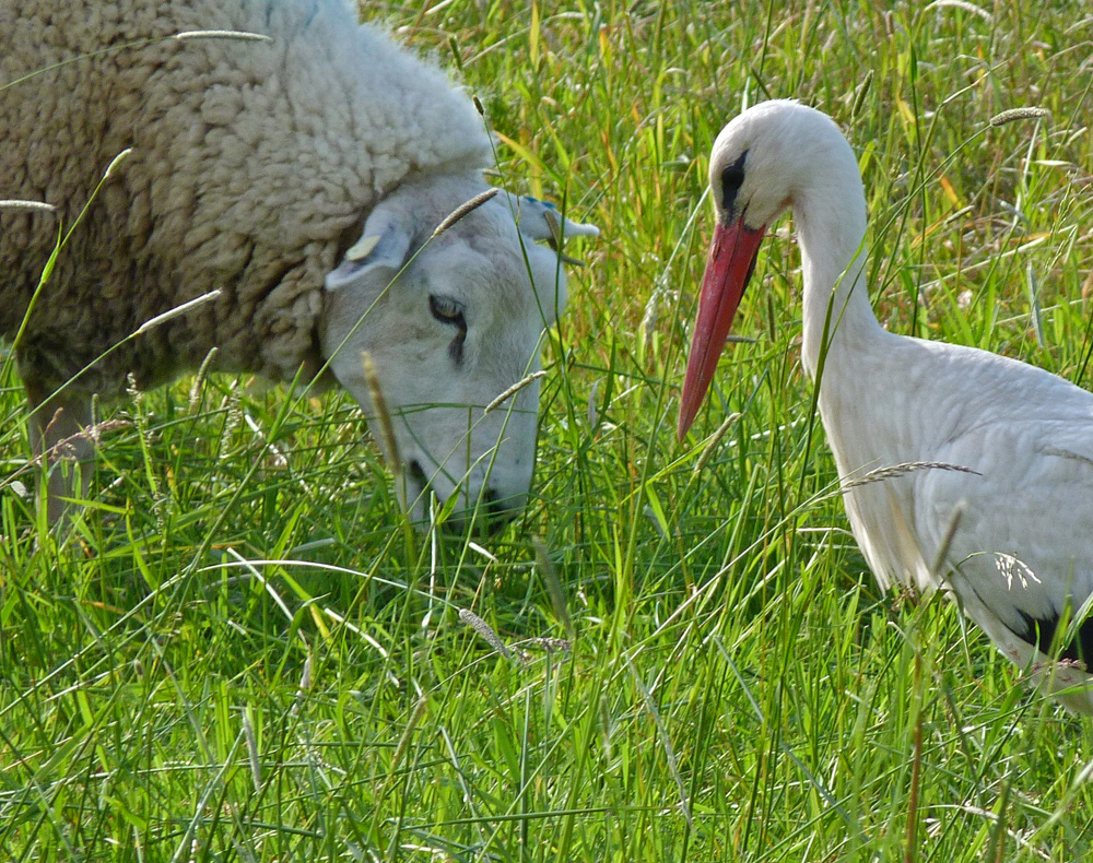 Storch und Schaf auf Futtersuche.JPG