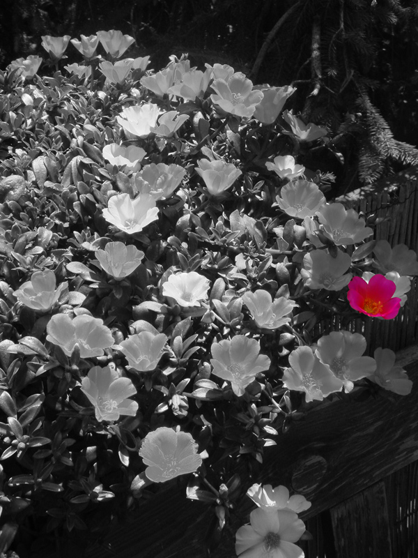 portulakröschen.jpg