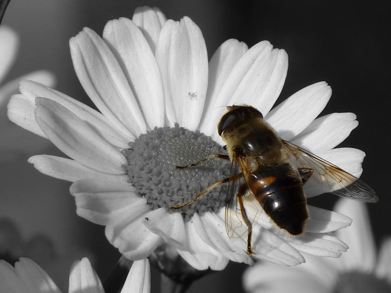 P1050642_SW.jpg