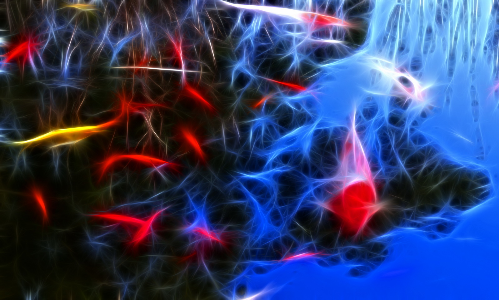 starfishfracsm.jpg