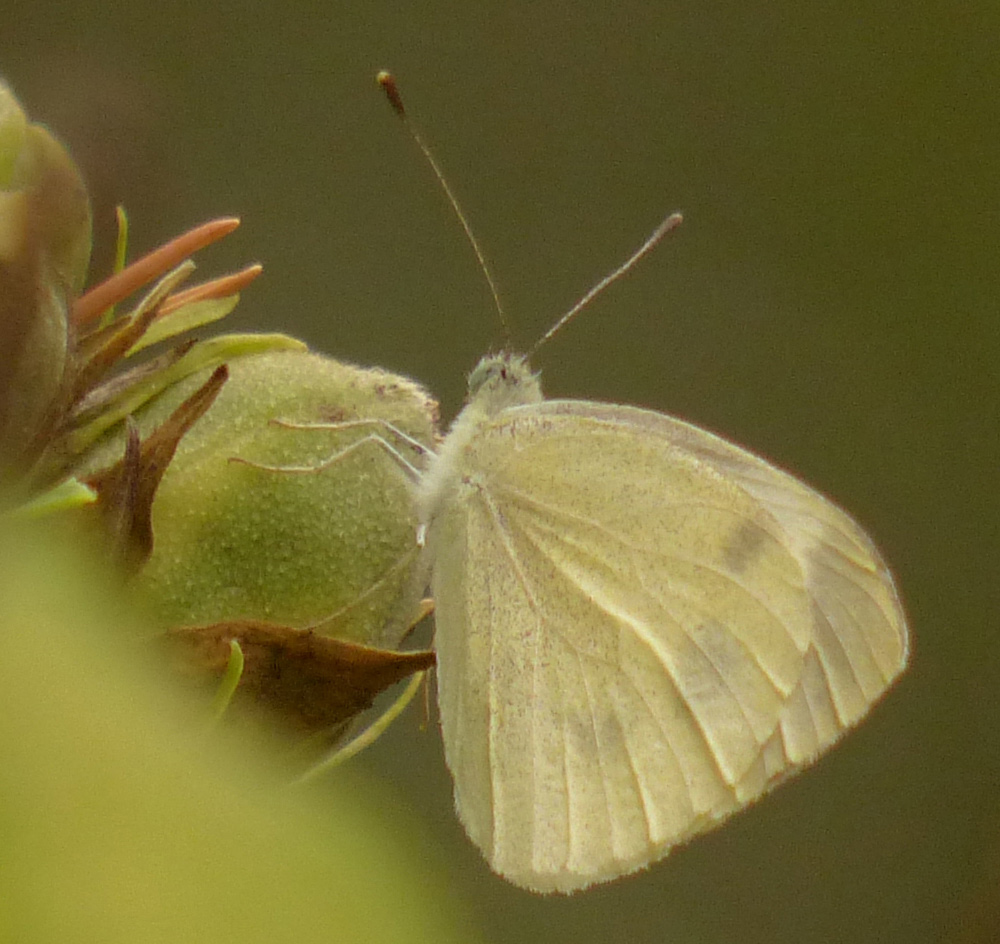 P1000260-100p.jpg