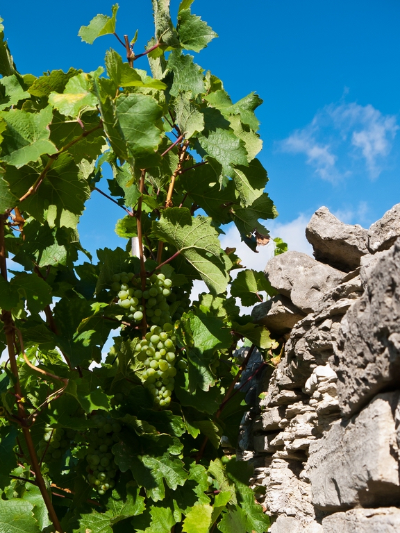 comp_Weinbeeren.jpg