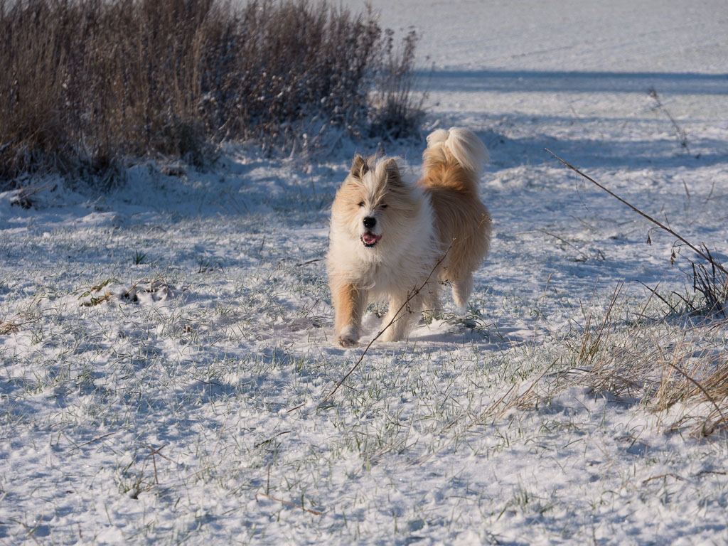 Igor_Schnee_AFF-1.jpg