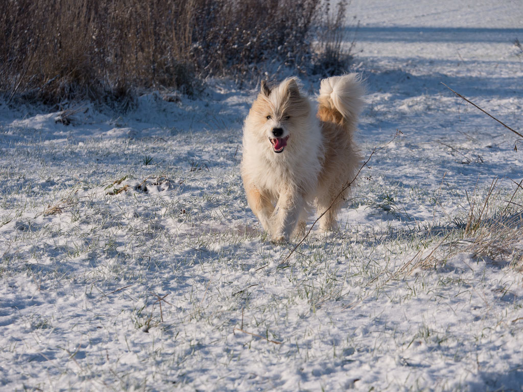 Igor_Schnee_AFF-2.jpg