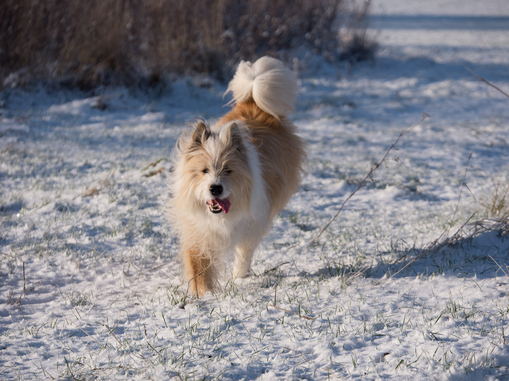 Igor_Schnee_AFF-4.jpg
