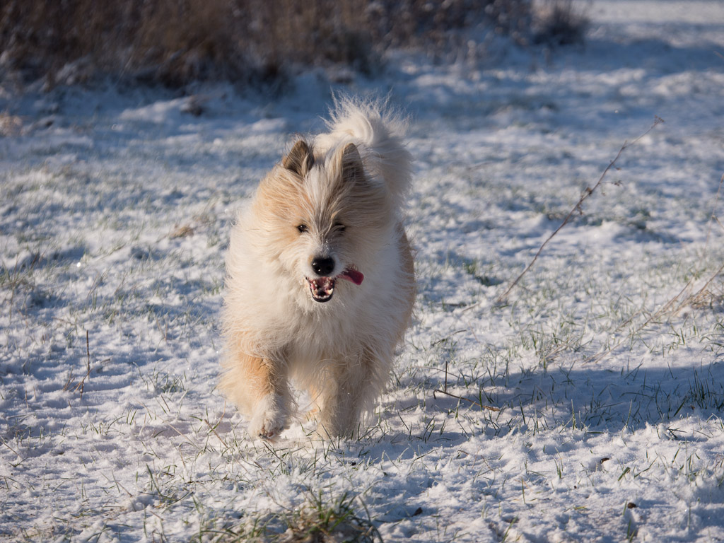 Igor_Schnee_AFF-5.jpg