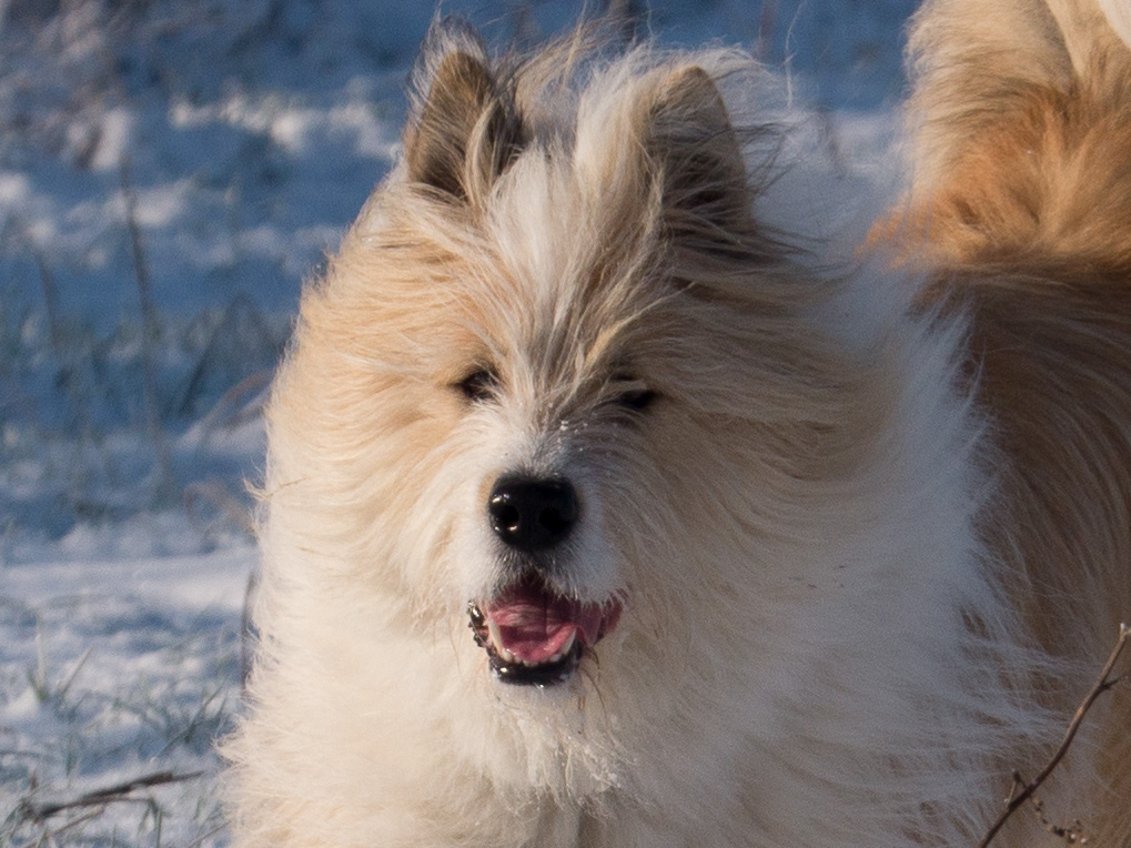 Igor_Schnee_AFF_Crop-1.jpg