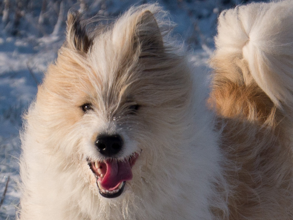Igor_Schnee_AFF_Crop-2.jpg