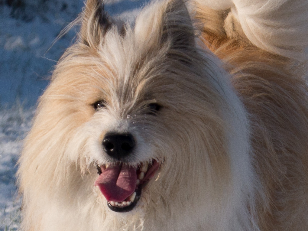Igor_Schnee_AFF_Crop-3.jpg