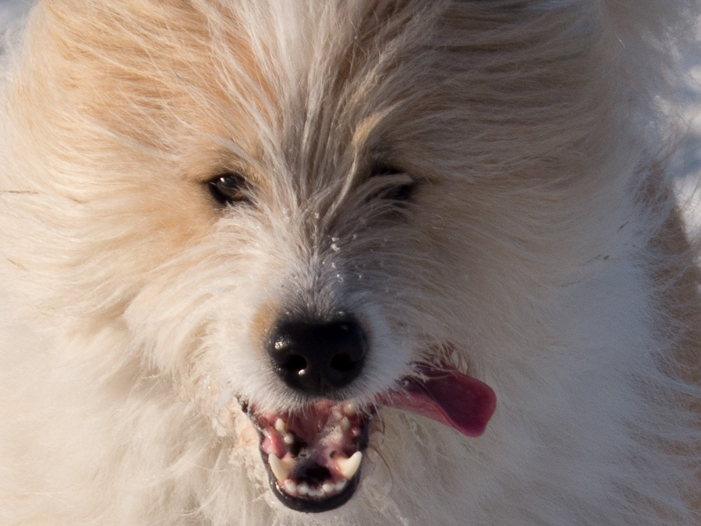 Igor_Schnee_AFF_Crop-5.jpg