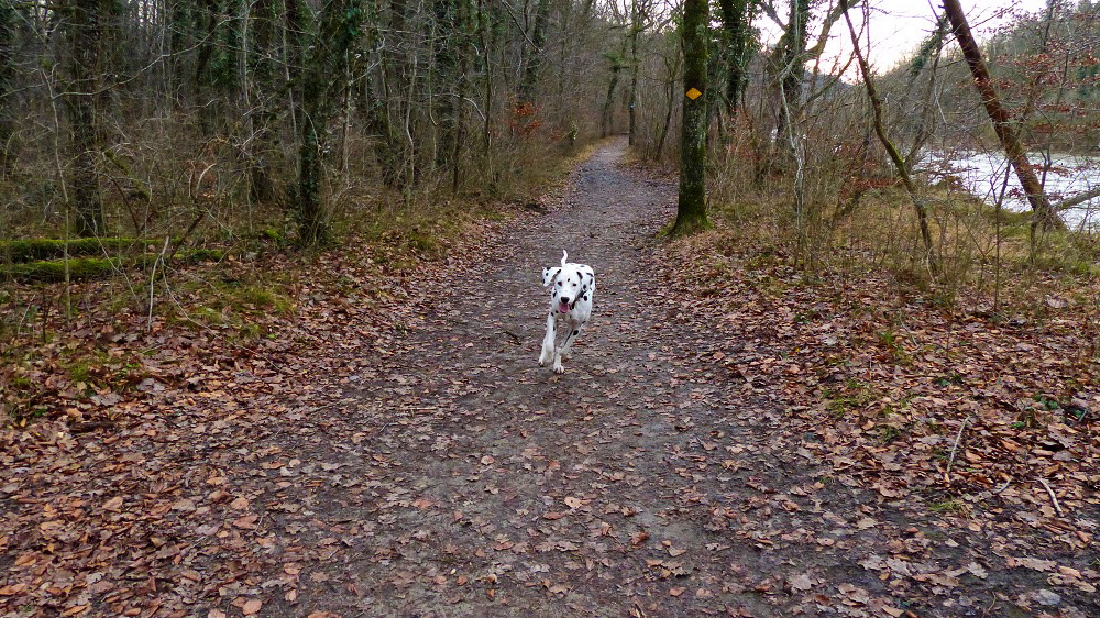 P1000334bearb.jpg