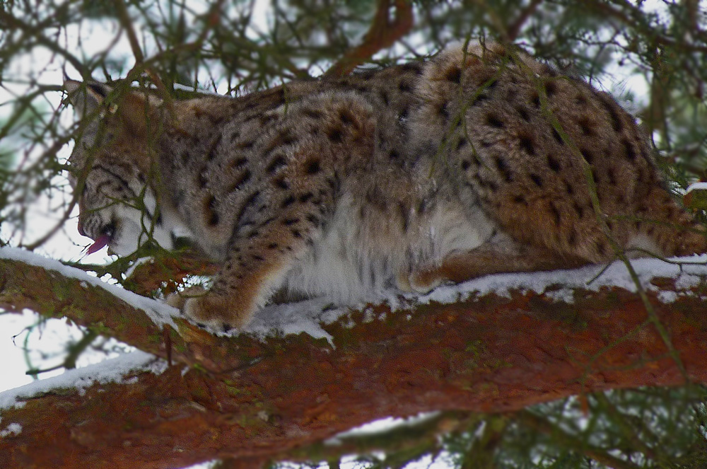 Geburtstags - Luchs.jpg