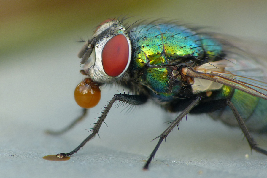 fliegemittropfen.jpg