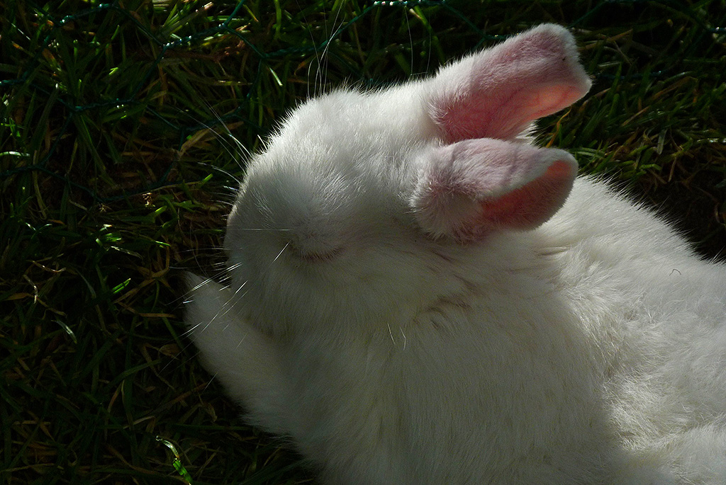 weißer Osterhase.JPG