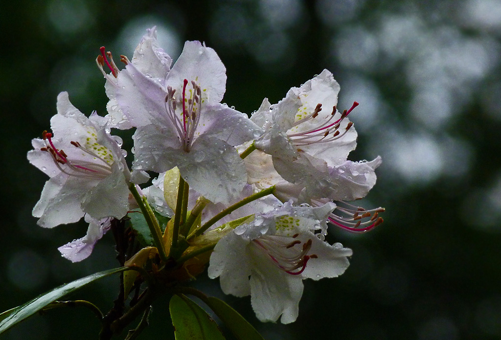 Geburtstagsgruß von maja.JPG