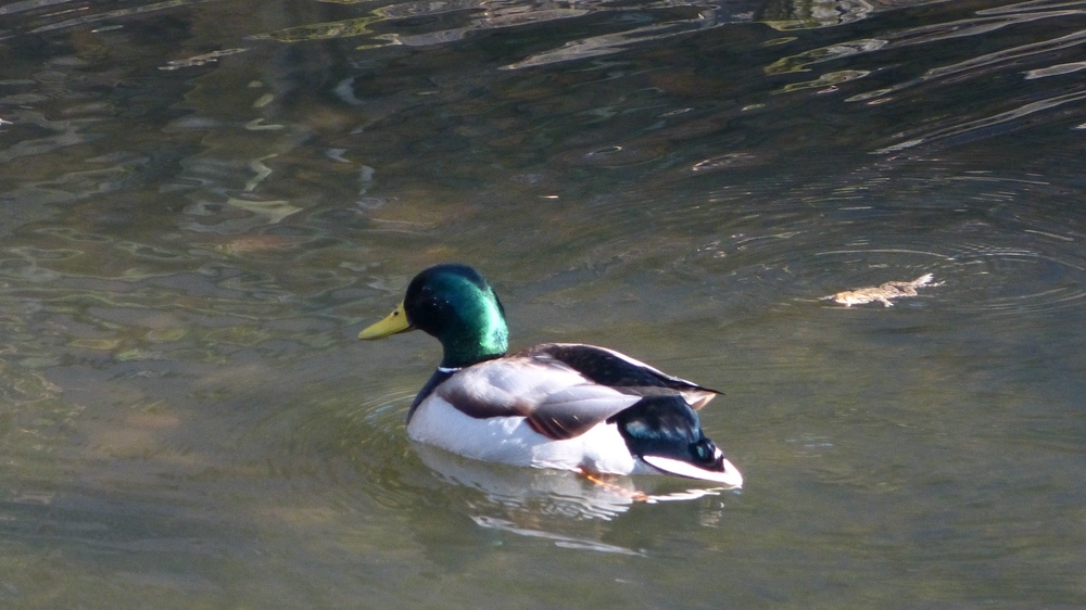 Ente zum Freistellen.jpg