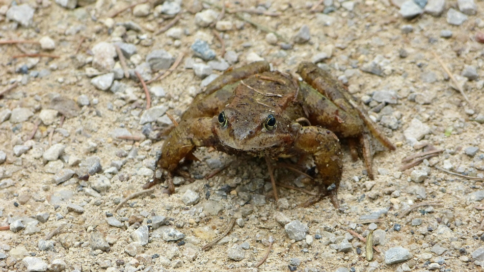 webFrösche 03web.jpg