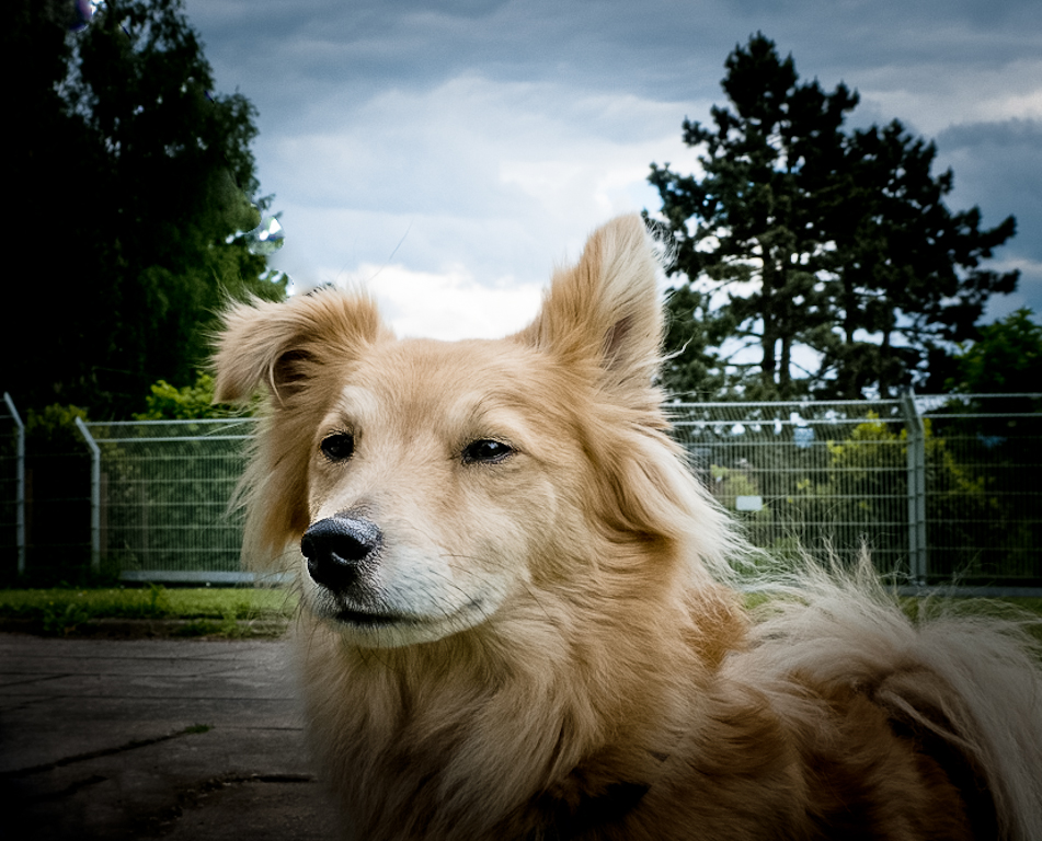 20120601-Hund.jpg