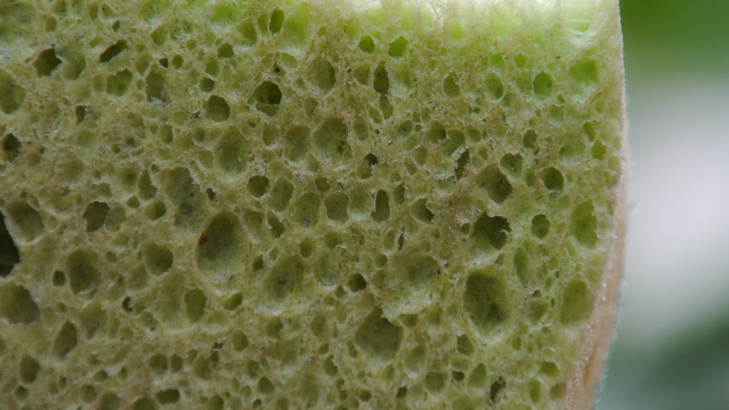 P1000752.JPG