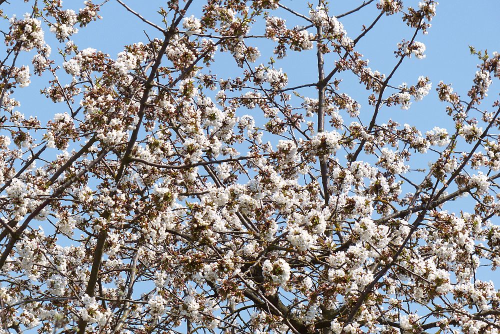 unserKirschbaum2013kl1425149134.jpg
