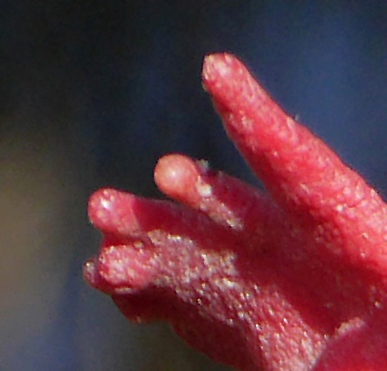 Rätselei Ausschnitt1.jpg